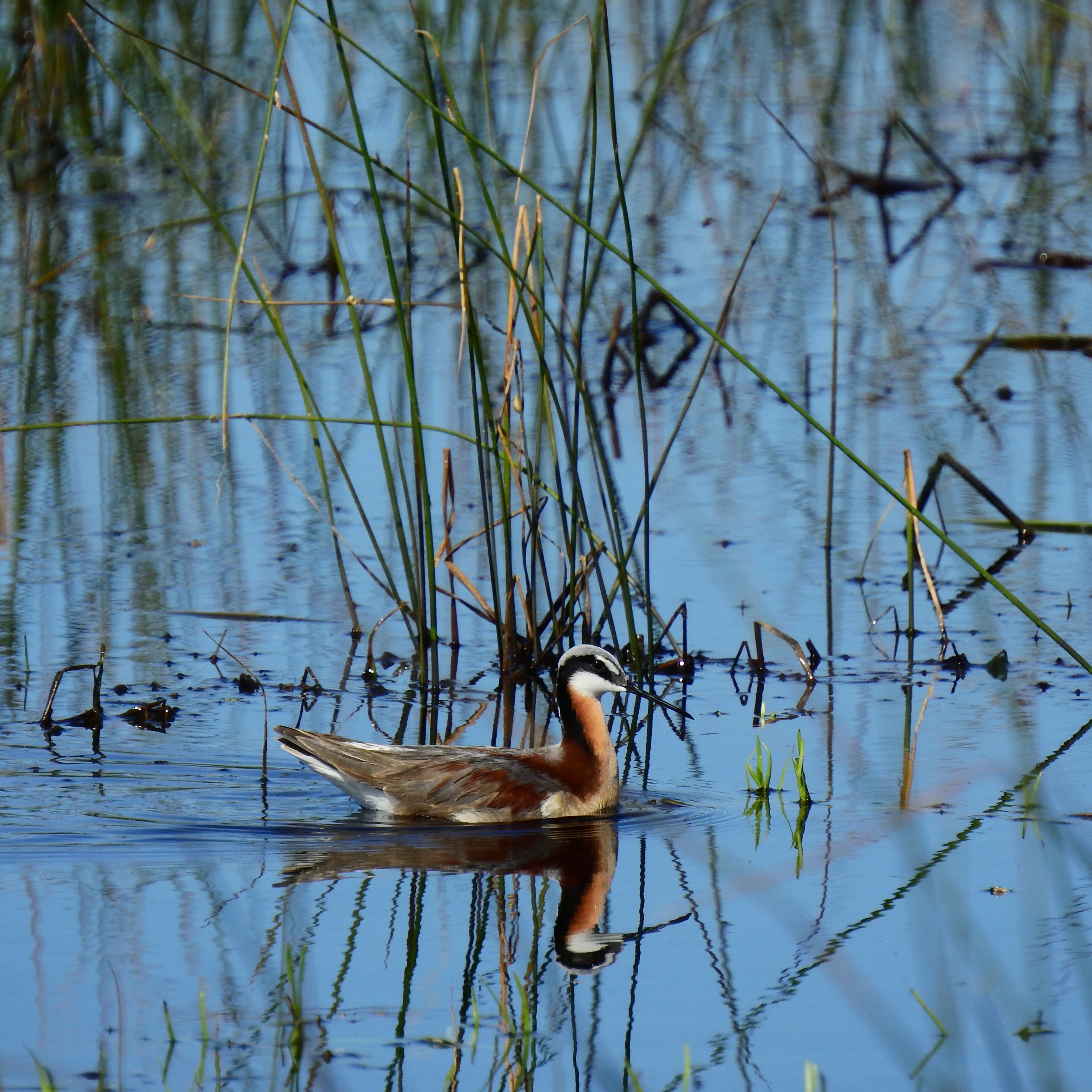 Birding 101 with Plumas Audubon - logo